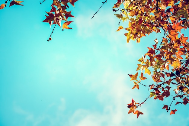 Belas folhas de outono e fundo do céu na temporada de outono, árvore de folhas de maple colorido no parque de outono, árvores de outono folhas no tom de cor vintage.