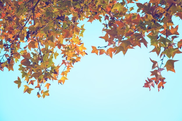 Belas folhas de outono e fundo do céu na temporada de outono, Árvore de folhas de maple colorido no parque de outono, Árvores de outono Folhas no tom de cor vintage.