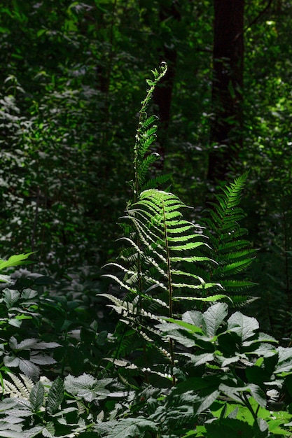 Belas folhas de samambaia sob os raios do sol nas profundezas da floresta