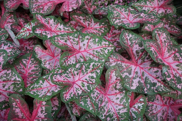 Belas folhas tricolor de vermelho branco e verde manchado de Caladium Carolyn Whorton