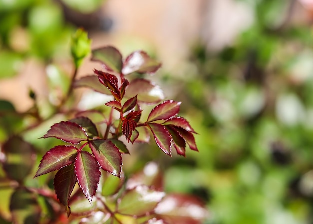 Belas folhas vermelhas num arbusto de rosas no jardim Foco seletivo