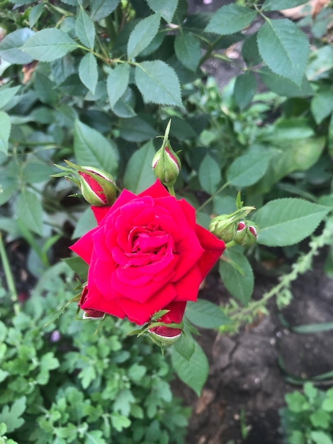 Foto belas fotografias de flores de rosa