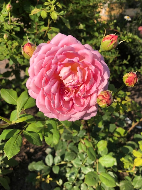 Foto belas fotografias de flores de rosa