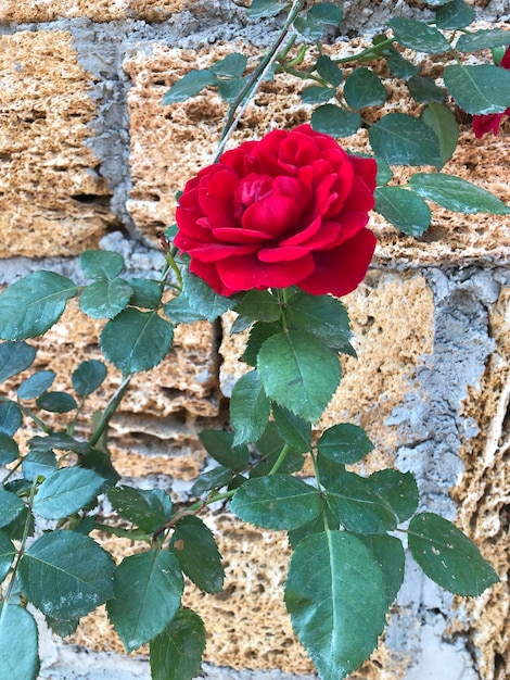 Foto belas fotografias de flores de rosa