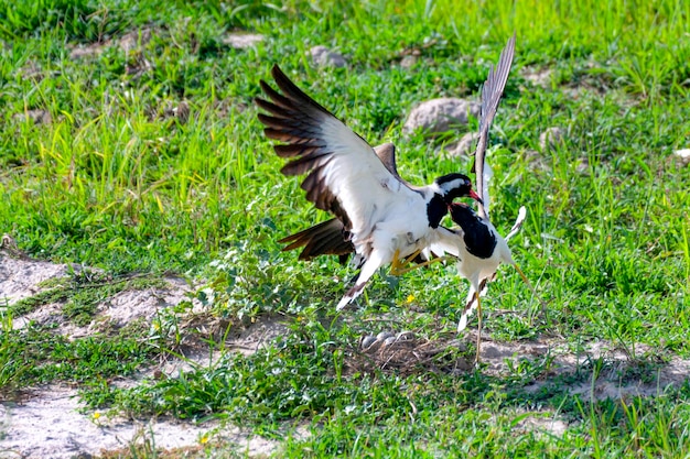 Belas fotos de asas vermelhas