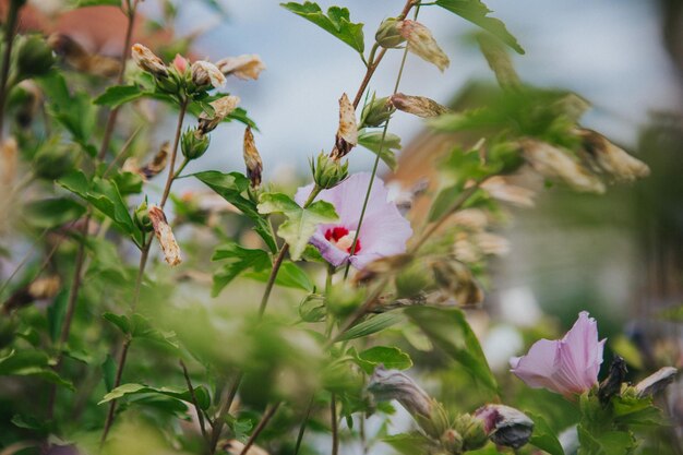 Belas fotos de flores de hibiscus syriacus rose of sharon crescendo em um jardim