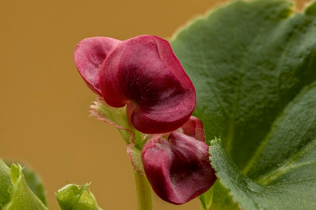 Belas fotos macro de plantas em caixas de janela