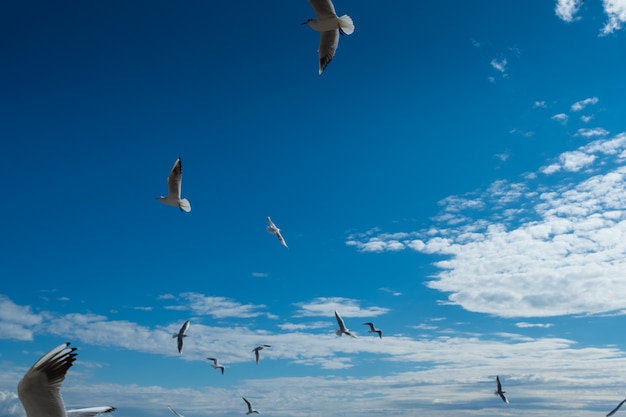 Belas gaivotas voando no céu azul de outono