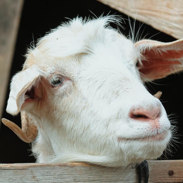 Foto belas imagens de animais