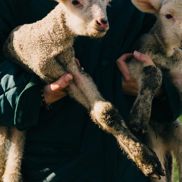 Foto belas imagens de animais