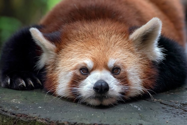 Belas imagens de um panda vermelho