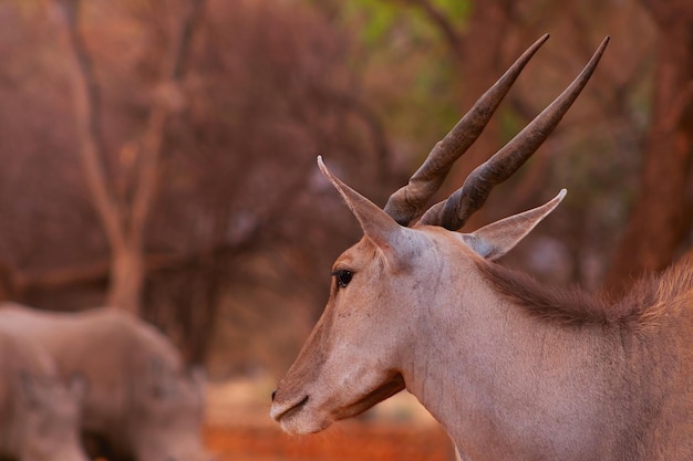 Belas imagens do maior antílope africano Antílope Eland africano selvagem fecham a Namíbia África