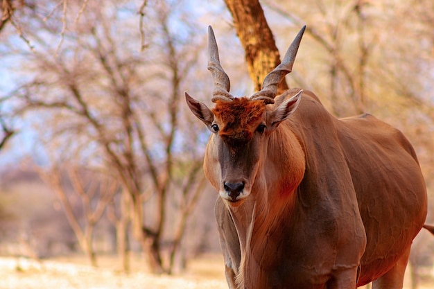 Belas imagens do maior antílope africano. antílope selvagem africano eland close-up, namíbia, áfrica