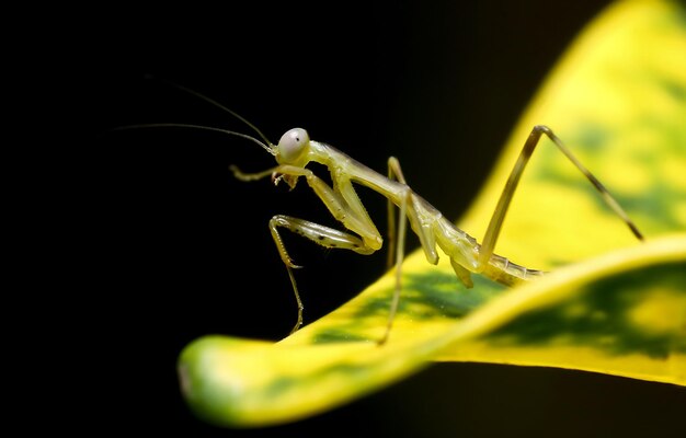 Belas libélulas escarlate fotografia belas libélulas na natureza fotografia macro belas