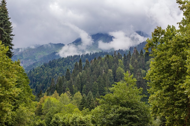 Belas montanhas e árvores no cáucaso