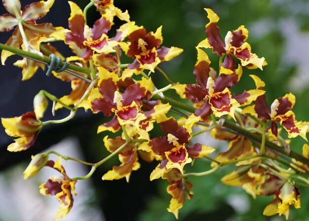 Belas orquídeas amarelas e vermelhas Odontocidium Mackenzie Mountains Jan39s Gem em plena floração