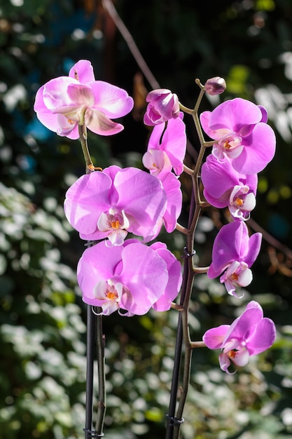 Belas orquídeas de cores diferentes. Híbridos de Phalaenopsis.