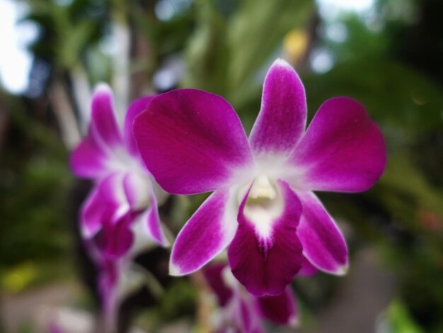 Foto belas orquídeas de lua vermelha em plena floração em exposição