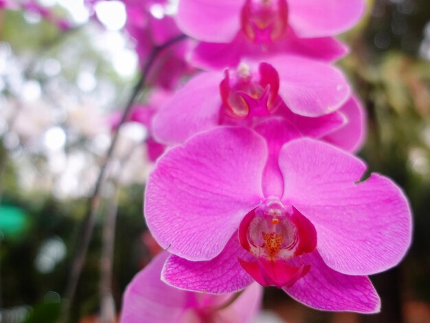 Belas orquídeas de lua vermelha em plena floração em exposição