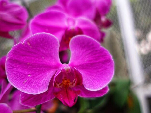 Belas orquídeas de lua vermelha em plena floração em exposição