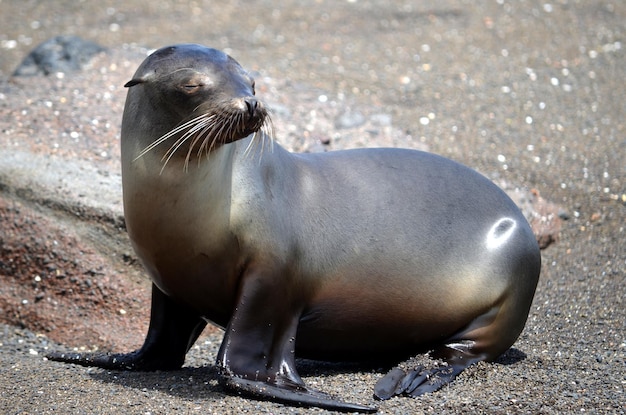 Foto belas otarias flavescentes