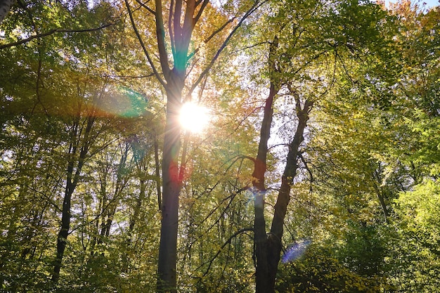 Belas paisagens com raios de luz brilhando através de bosques verdes brilhantes com árvores exuberantes na manhã de outono Bela floresta selvagem ao amanhecer