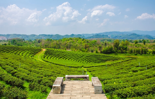 Belas paisagens da plantação de chá Choui Fong em Mae Chan, província de Chiang Rai, na Tailândia