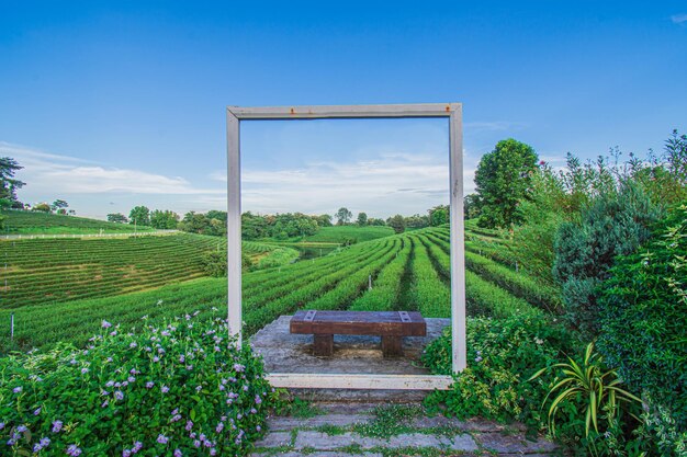 Foto belas paisagens da plantação de chá choui fong em mae chan, uma atração turística em chiang rai, na tailândia