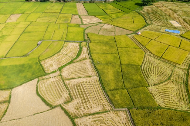 Foto belas paisagens de arrozais para colheita