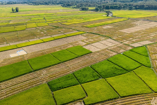 Foto belas paisagens de arrozais para colheita