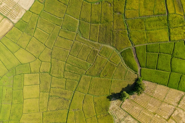 Belas paisagens de arrozais para colheita