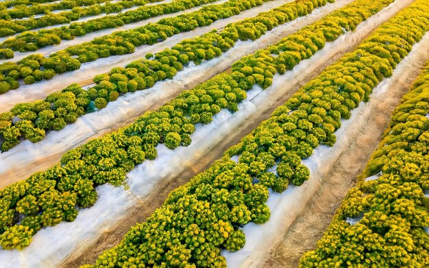 Foto belas paisagens de campo de morangos e fazenda