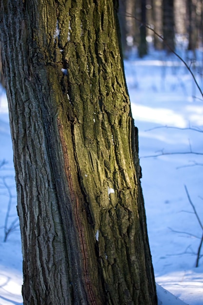 Belas paisagens de floresta de inverno