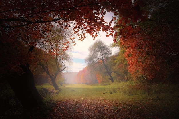 Belas paisagens de floresta e colinas