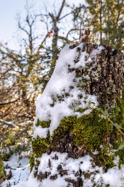 Belas paisagens de inverno neve no ramo folhas amarelas na floresta.