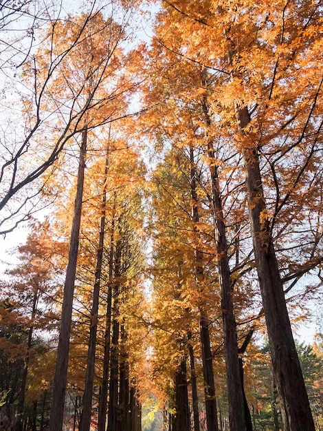 Belas paisagens de outono da Ilha Nami na Coreia do Sul