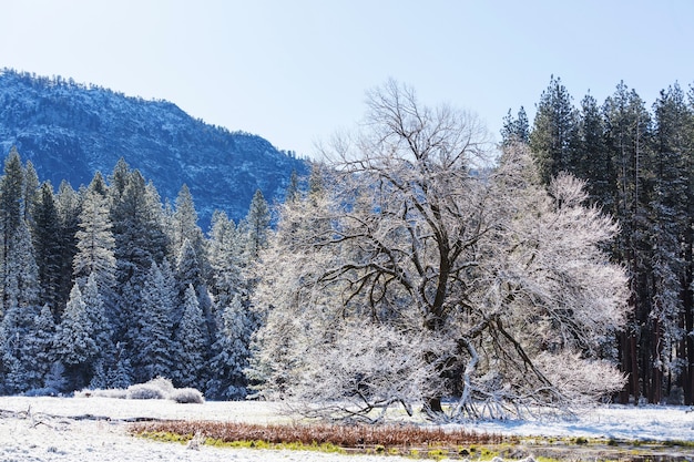 Belas paisagens do início da primavera no Parque Nacional de Yosemite, Yosemite, EUA