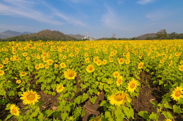 Belas paisagens naturais com campos de girassóis.