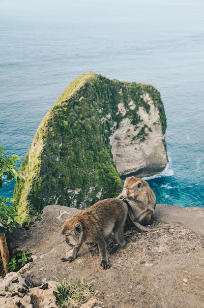 Foto belas paisagens quando dois macacos estão brincando na área da praia de kelingking