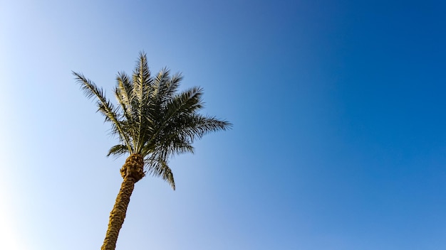 Belas palmeiras contra o céu azul. Viajar por
