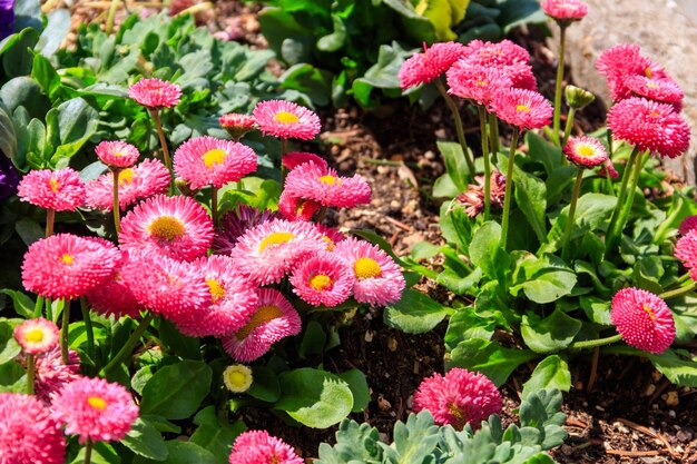 Belas pequenas flores de margarida no leito de flores da primavera