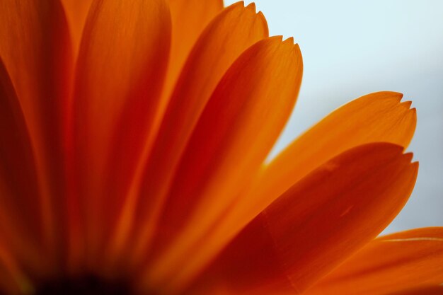 belas pétalas de flores de laranja