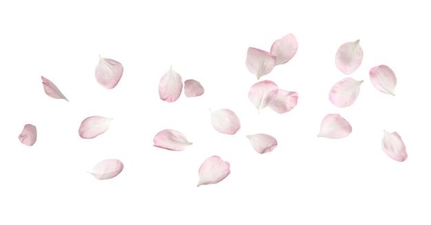 Belas pétalas de flores de sakura em fundo branco