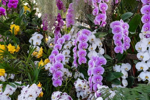 Belas Phalaenopsis roxas em flor no parque