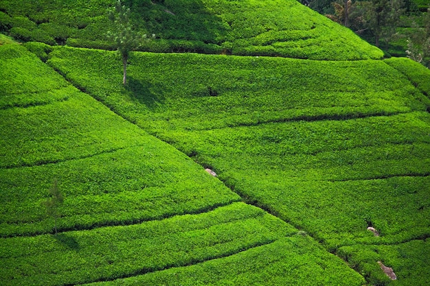 Belas plantações de chá no sul da Ásia