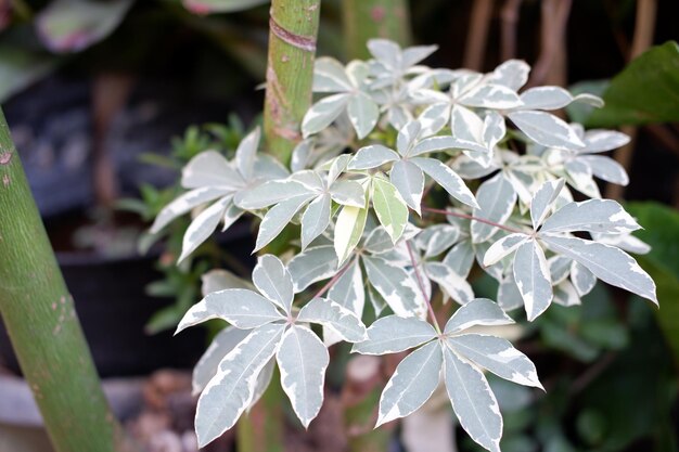 Foto belas plantas naturais como fundo