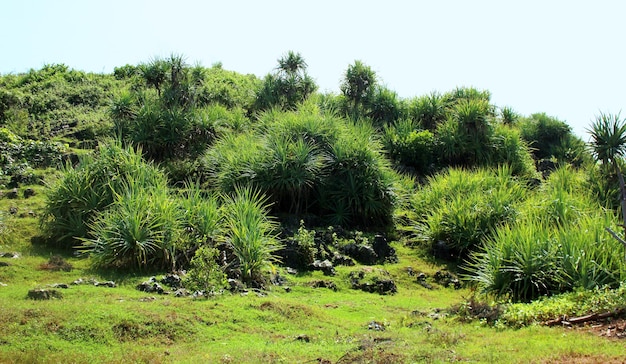 Belas plantas Pandanus em Coral Beach