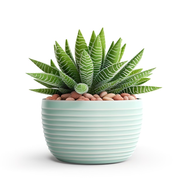 Belas plantas suculentas em vaso isoladas em fundo branco