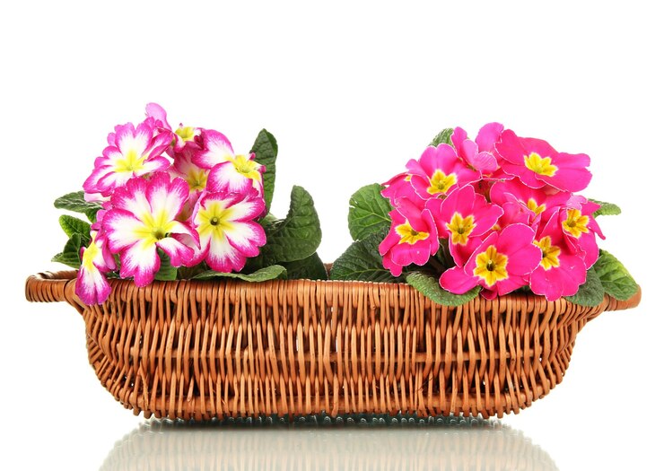 Foto belas primas cor-de-rosa em cesta isoladas em branco