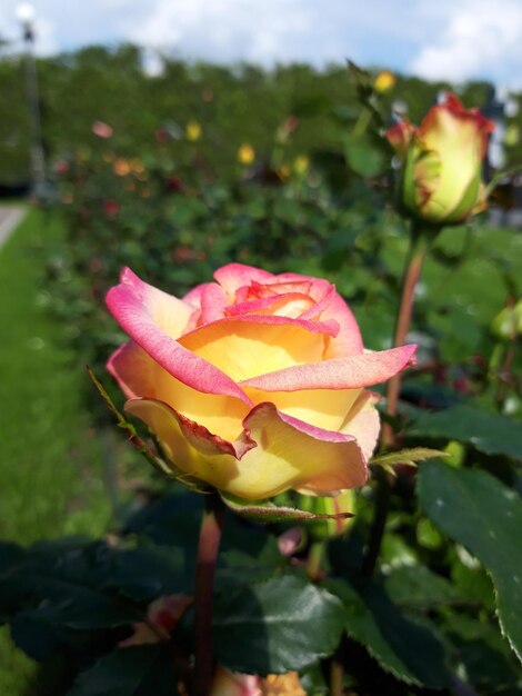 Foto belas rosas crescendo no jardim